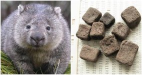 Wombats Produce Cube-Shaped Poop to Mark Their Territory Without It Rolling Away.jpeg