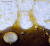 IMG_3350a-rosin-W.jpg