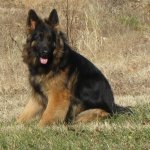 King-Shepherd-the-Giant-Dog.jpg