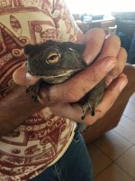 Bufo Alvarius— Sonoran Desert Toad- Colorado River Toad -aka Psychedelic Toad.jpeg