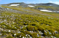 Parts of Antarctica is losing its ice and are beginning to be covered in moss.png