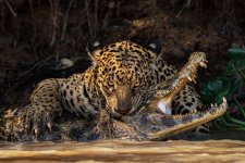 Deadly Bite, taken by Ian Ford, finalist for Wildlife Photographer of the year.jpeg