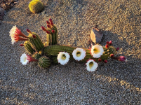 The cactuses are starting to bloom here in Arizona.png