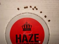 Haze Xmas [640x480].JPG