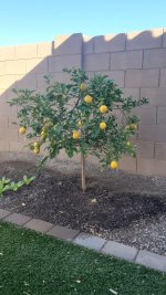 His lemon tree did pretty well this year.jpeg