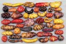 A few of the 4000 varieties of Potato grown in Peru. They even have a Potato Museum and an In...jpeg