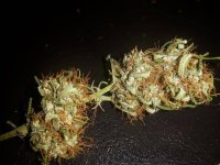 ACE SEEDS MALAWI FEM BUD 2017.jpg