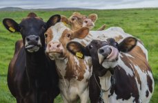 Cows have best friends and get stressed when they are separated.jpeg