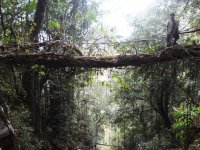 Bridge made of the roots of living trees by Khasi tribe in Meghalaya, India..jpeg