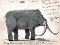 Roman Boltunov's 1805 reconstruction of a mammoth, based on frozen carcass he observed in Sib...jpeg