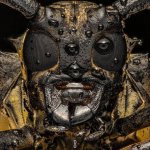 A close up of a longhorn beetle's face.jpeg