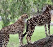 A regular cheetah next to a King Cheetah, a very rare recessive gene.jpeg