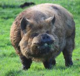 An absolute unit of a Kunekune pig.jpeg