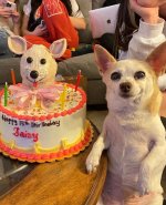 This is Daisy. She celebrated her quinceañera with a cake almost as adorable as she is..jpeg