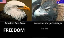 eagle facts.jpg