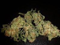 Delicious Seeds Northern LightBlue Auto May 2017 .jpg