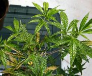 example-broad-mite-damage-cannabis-glossy-blistered-leaves-xsm.jpg