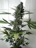 Malawi #1 Fruity Pheno Day 105.jpg