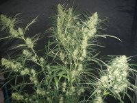 ACE SEEDS MALAWI FEM .jpg