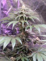 Blurry ZKC2-more sugar, less bud.jpg