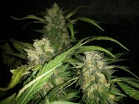 BLUE OG BUDS G13 LABS .jpg