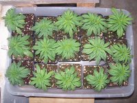 SPRING GROW! 026.jpg