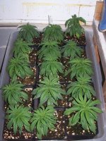 SPRING GROW! 031.jpg