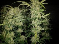 G13 LABS BLUE OG harvest photo May 2017.jpg