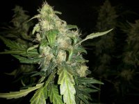 Harvest photo Blue OG .jpg