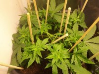 ACE SEEDS ZAMALDELICA MAY 2017 2ND TOPPING & LST.jpg