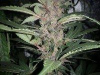 Ace Seeds Violeta June 2017 Budshot.jpg