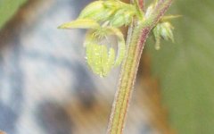 Thunk Male with early trichs.jpg