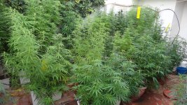 Sativa garden Early September.jpg