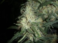 Zamaldelica bud wk 11.jpg