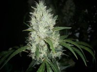 Ace Seeds Zamaldelica wk 11.jpg