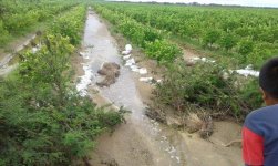 Protección de plantas con sacos llenos de tierra.jpg