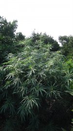 Purple Malawi growing outdoors.jpg