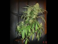 Bluecheeseday43..jpg