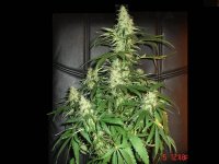 Bluecheeseday43........jpg