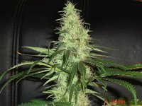 Bluecheeseday43.........jpg