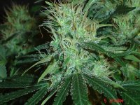 Bluecheeseday43..........jpg