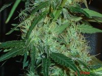 Bluecheeseday43...........jpg