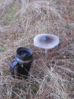 november mushrooms 046.jpg