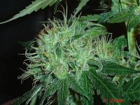 Bluecheeseday43......Frosty.jpg