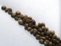 NEPALI SEEDS 011.jpg