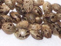 NEPALI SEEDS 020.jpg