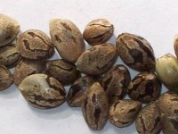 NEPALI SEEDS 022.jpg