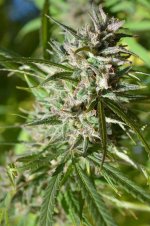 Zamal Hash bud maturing outdoors.jpg