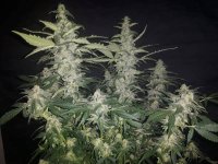 Delicious Seeds Northern Lights Blue Auto.jpg