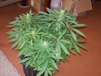 BIG SUR HOLY WEED 011.jpg